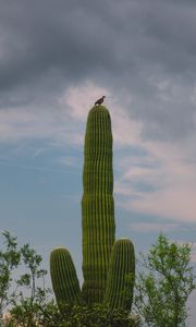 Preview wallpaper cactus, plant, trees, bird, clouds, nature