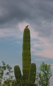 Preview wallpaper cactus, plant, trees, bird, clouds, nature