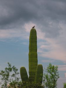 Preview wallpaper cactus, plant, trees, bird, clouds, nature