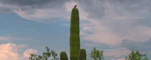 Preview wallpaper cactus, plant, trees, bird, clouds, nature