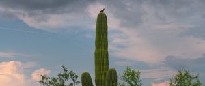 Preview wallpaper cactus, plant, trees, bird, clouds, nature