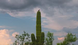 Preview wallpaper cactus, plant, trees, bird, clouds, nature