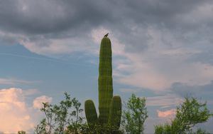 Preview wallpaper cactus, plant, trees, bird, clouds, nature