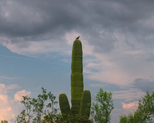 Preview wallpaper cactus, plant, trees, bird, clouds, nature