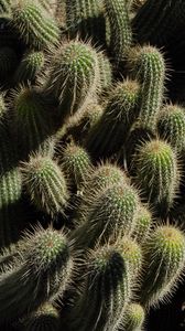 Preview wallpaper cactus, plants, spines