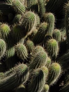 Preview wallpaper cactus, plants, spines