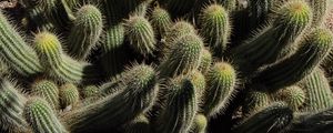 Preview wallpaper cactus, plants, spines