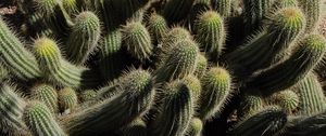 Preview wallpaper cactus, plants, spines