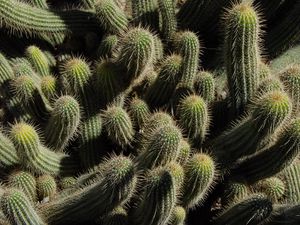 Preview wallpaper cactus, plants, spines