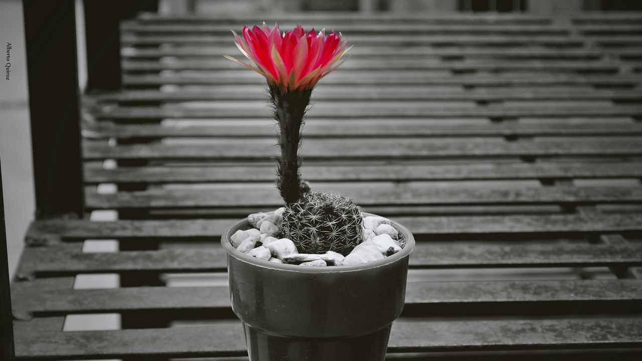 Wallpaper cactus, pot, flower