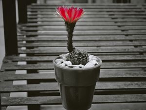 Preview wallpaper cactus, pot, flower