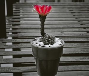 Preview wallpaper cactus, pot, flower