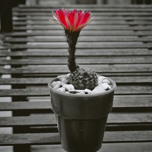 Preview wallpaper cactus, pot, flower