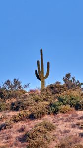 Preview wallpaper cactus, prairie, bushes, sky