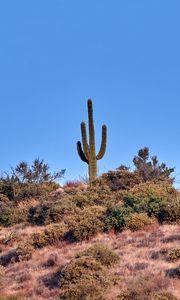 Preview wallpaper cactus, prairie, bushes, sky