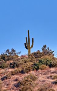 Preview wallpaper cactus, prairie, bushes, sky