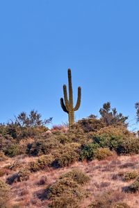 Preview wallpaper cactus, prairie, bushes, sky