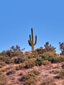 Preview wallpaper cactus, prairie, bushes, sky