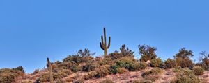 Preview wallpaper cactus, prairie, bushes, sky