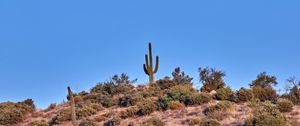 Preview wallpaper cactus, prairie, bushes, sky