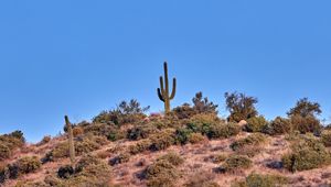 Preview wallpaper cactus, prairie, bushes, sky