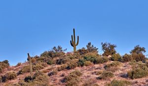 Preview wallpaper cactus, prairie, bushes, sky