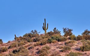 Preview wallpaper cactus, prairie, bushes, sky