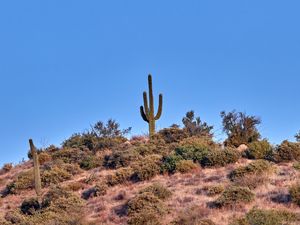 Preview wallpaper cactus, prairie, bushes, sky