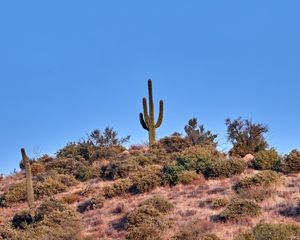 Preview wallpaper cactus, prairie, bushes, sky