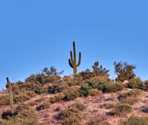 Preview wallpaper cactus, prairie, bushes, sky