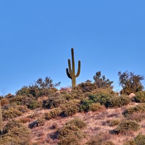 Preview wallpaper cactus, prairie, bushes, sky