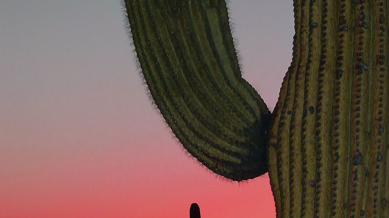 Wallpaper cactus, prairie, needles, sunset, hills