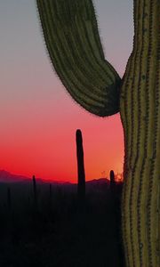 Preview wallpaper cactus, prairie, needles, sunset, hills