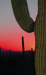 Preview wallpaper cactus, prairie, needles, sunset, hills