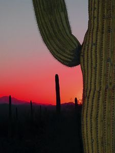 Preview wallpaper cactus, prairie, needles, sunset, hills