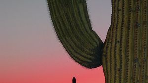 Preview wallpaper cactus, prairie, needles, sunset, hills