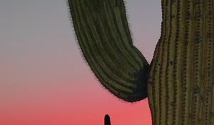 Preview wallpaper cactus, prairie, needles, sunset, hills