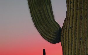 Preview wallpaper cactus, prairie, needles, sunset, hills