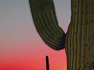 Preview wallpaper cactus, prairie, needles, sunset, hills