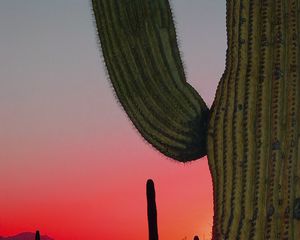 Preview wallpaper cactus, prairie, needles, sunset, hills