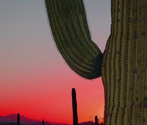 Preview wallpaper cactus, prairie, needles, sunset, hills