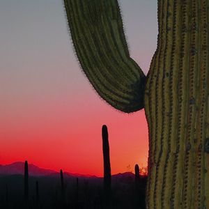 Preview wallpaper cactus, prairie, needles, sunset, hills