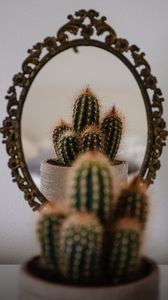 Preview wallpaper cactus, prickle, mirror, reflection