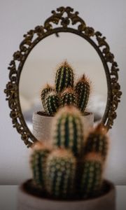 Preview wallpaper cactus, prickle, mirror, reflection