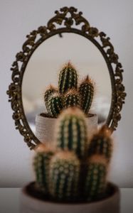 Preview wallpaper cactus, prickle, mirror, reflection