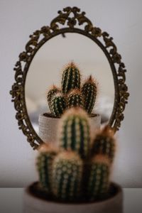 Preview wallpaper cactus, prickle, mirror, reflection