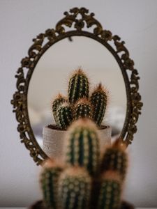 Preview wallpaper cactus, prickle, mirror, reflection