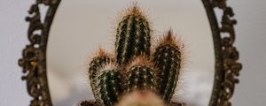 Preview wallpaper cactus, prickle, mirror, reflection