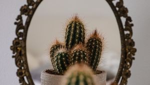 Preview wallpaper cactus, prickle, mirror, reflection