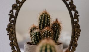 Preview wallpaper cactus, prickle, mirror, reflection